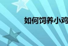 如何饲养小鸡（如何饲养小鸡）