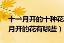 十一月开的十种花（花期在11月份的花十一月开的花有哪些）