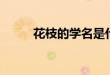 花枝的学名是什么（花枝是什么）