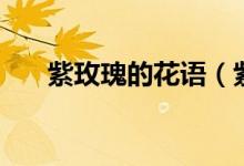 紫玫瑰的花语（紫玫瑰的花语是什么）