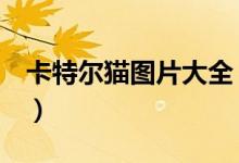 卡特尔猫图片大全（什么是卡尔特猫（图文））