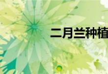 二月兰种植（二月兰种植）