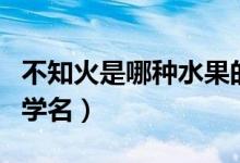 不知火是哪种水果的名（不知火是哪种水果的学名）