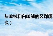 灰鸭绒和白鸭绒的区别哪个好（灰鸭绒和白鸭绒的区别是什么）