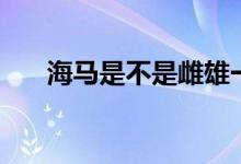 海马是不是雌雄一体（海马是鱼类吗）