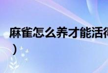 麻雀怎么养才能活得好（麻雀怎么养才能养活）