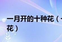 一月开的十种花（一月开什么花花期在1月的花）