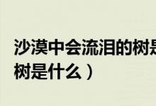 沙漠中会流泪的树是什么树（沙漠中会流泪的树是什么）