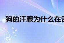狗的汗腺为什么在舌头（狗的汗腺在哪里）