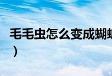 毛毛虫怎么变成蝴蝶（毛毛虫变成蝴蝶的过程）