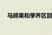 马蹄果和荸荠区别（马蹄果和荸荠区别）