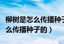 柳树是怎么传播种子的方法有哪些（柳树是怎么传播种子的）