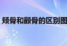颊骨和颧骨的区别图片（颊骨和颧骨的区别）