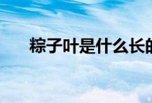 粽子叶是什么长的（粽子叶是什么叶）
