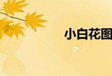 小白花图片（小白花）