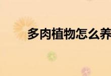 多肉植物怎么养（如何养多肉植物）