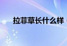拉菲草长什么样（拉菲草长什么样子）