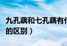 九孔藕和七孔藕有什么区别（九孔藕和七孔藕的区别）