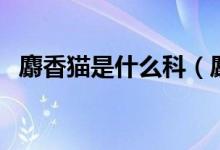 麝香猫是什么科（麝香猫是什么（图文））