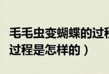 毛毛虫变蝴蝶的过程简单介绍（毛毛虫变蝴蝶过程是怎样的）