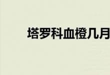 塔罗科血橙几月上市（塔罗科血橙）