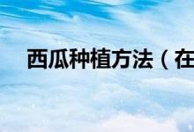 西瓜种植方法（在家自己种西瓜的步骤）