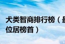 犬类智商排行榜（最聪明的十种犬边境牧羊犬位居榜首）