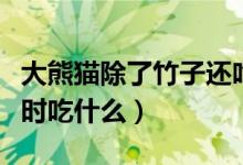 大熊猫除了竹子还吃什么（大熊猫在没有竹子时吃什么）