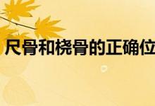 尺骨和桡骨的正确位置（尺桡骨是哪个部位）