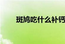 斑鸠吃什么补钙（斑鸠吃什么食物）
