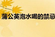 蒲公英泡水喝的禁忌（蒲公英茶的注意事项）