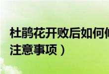 杜鹃花开败后如何修剪（杜鹃花的养殖方法和注意事项）