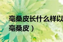 亳桑皮长什么样以及怎么生长 作用是什么（亳桑皮）