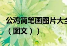 公鸡简笔画图片大全彩色一年级（公鸡简笔画（图文））
