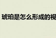 琥珀是怎么形成的视频（琥珀是怎么形成的）
