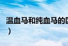 温血马和纯血马的区别（温血马和纯血马区别）