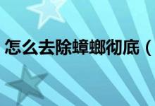 怎么去除蟑螂彻底（彻底消灭蟑螂的小妙招）
