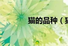 猫的品种（猫的品种有哪些）