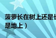 菠萝长在树上还是长在地上（菠萝长在树上还是地上）