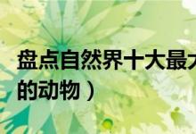 盘点自然界十大最大胆的动物（动物界最胆大的动物）