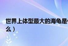 世界上体型最大的海龟是什么（世界上体型最大的海龟是什么）