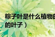 粽子叶是什么植物的叶子（粽子叶是什么植物的叶子）