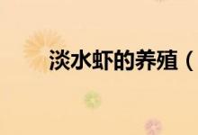 淡水虾的养殖（淡水虾的养殖技术）