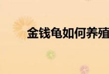 金钱龟如何养殖（金钱龟养殖方法）