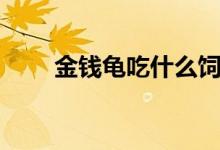 金钱龟吃什么饲料（金钱龟吃什么）