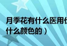 月季花有什么医用价值和食用价值（月季花有什么颜色的）