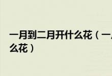 一月到二月开什么花（一月开什么花二月开什么花三月开什么花）