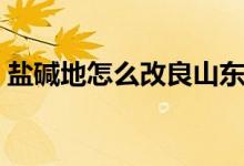 盐碱地怎么改良山东（盐碱地怎么改良土壤）