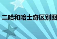 二哈和哈士奇区别图（二哈和哈士奇一样吗）