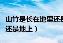 山竹是长在地里还是树上（山竹长在哪里树上还是地上）